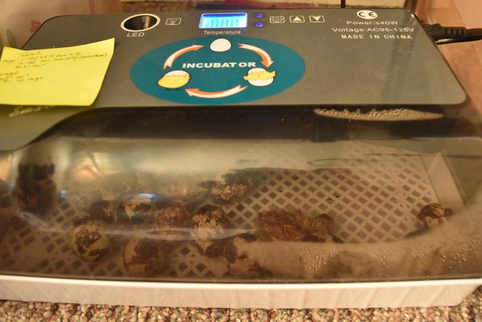 First peeps hatching(4/19)