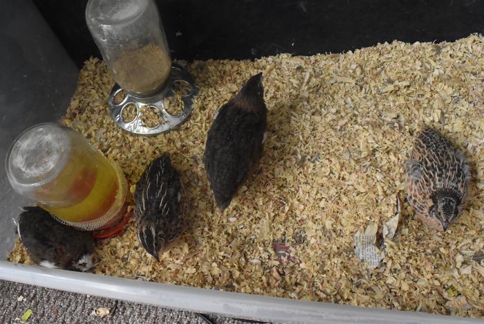 The peeps, with next box removed for a better pic
