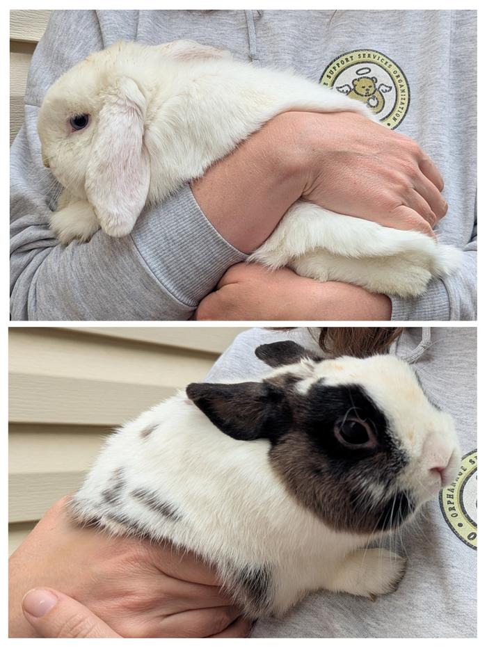 the rabbits