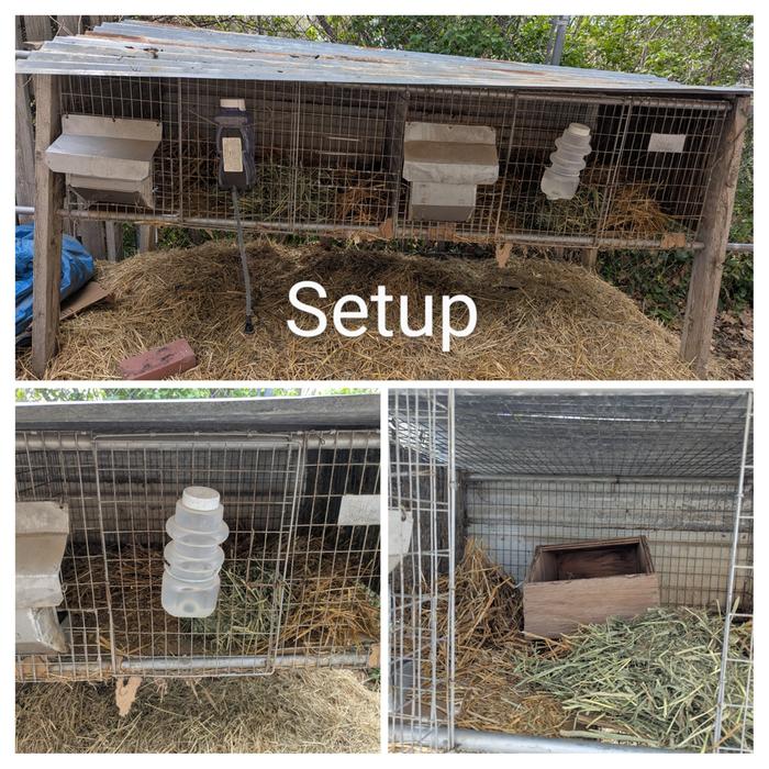 the cages freshly set up
