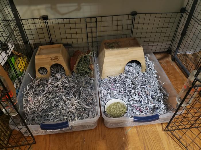 New bedding with fresh food and water, and hideys