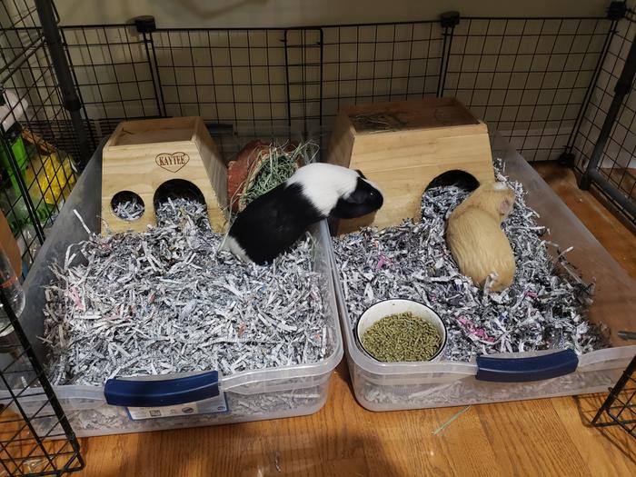 Happy piggies
