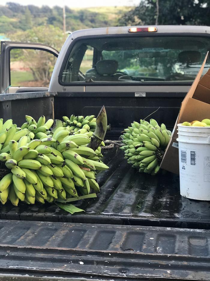 Some of the bananas and lemons awaiting sale