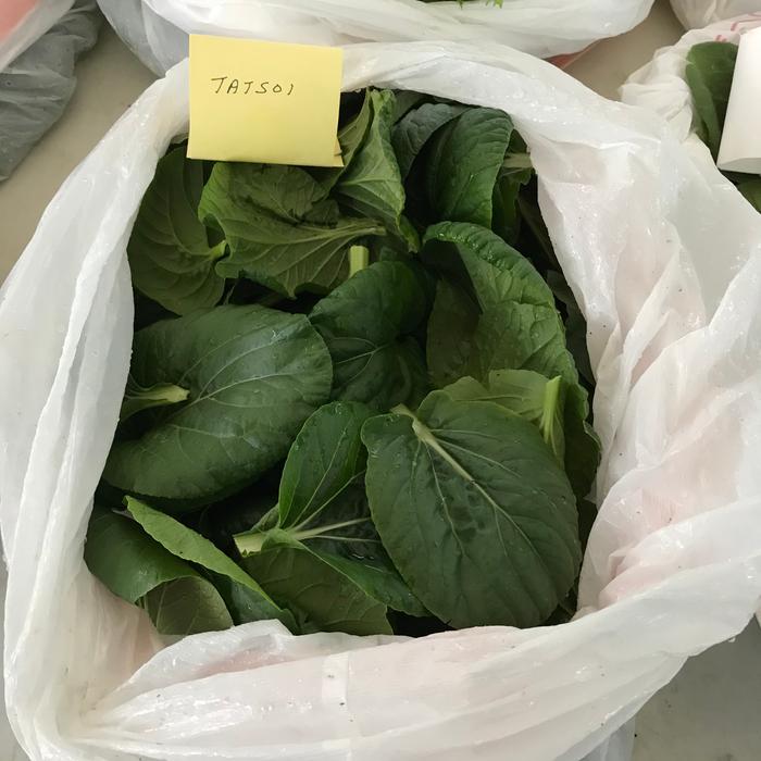 Tatsoi leaves are a big seller