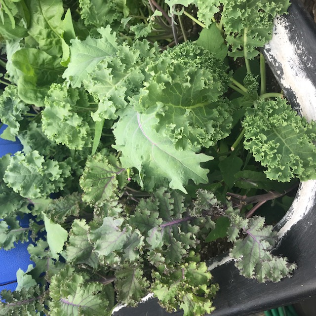 Several different varieties of kale. 