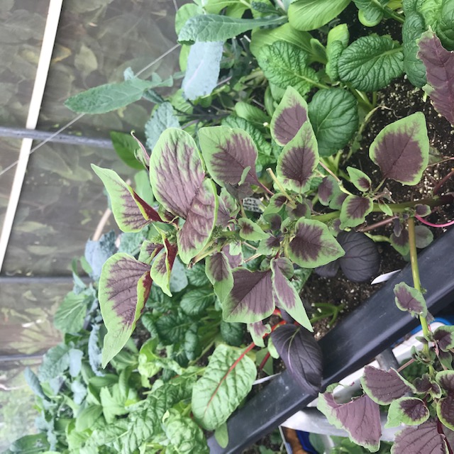 This is the nicest the amaranth looks in the container beds. It goes downhill from this. 