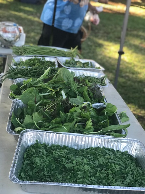 Green things : moringa leaves, mixed leafy greens, basil, cilantro, parskey