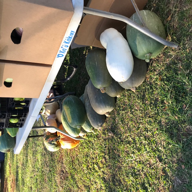 Jumbo pumpkins. They look like some sort of watermelon, don’t they?