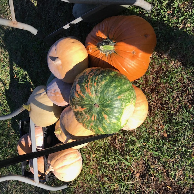 More pumpkins. We sell quite a few pumpkins. 