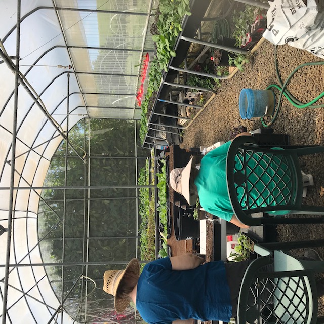 Volunteers in the foreground. The blue bucket on the ground holds the liquid fertilizer. And harbors the hozon. 