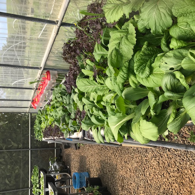 Assorted greens ready for the next harvest tomorrow. 