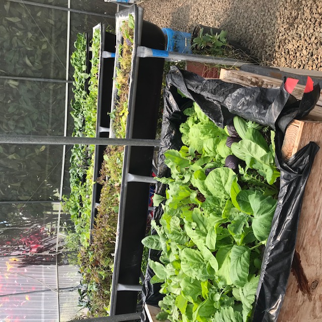 More greens. Greens are harvested weekly, via individual leaves. 