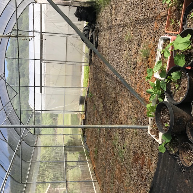 Greenhouse section cleared out and ready for the first benches. I haven’t yet covered the gravel floor with weedblock, but I did cut out all the weeds. 