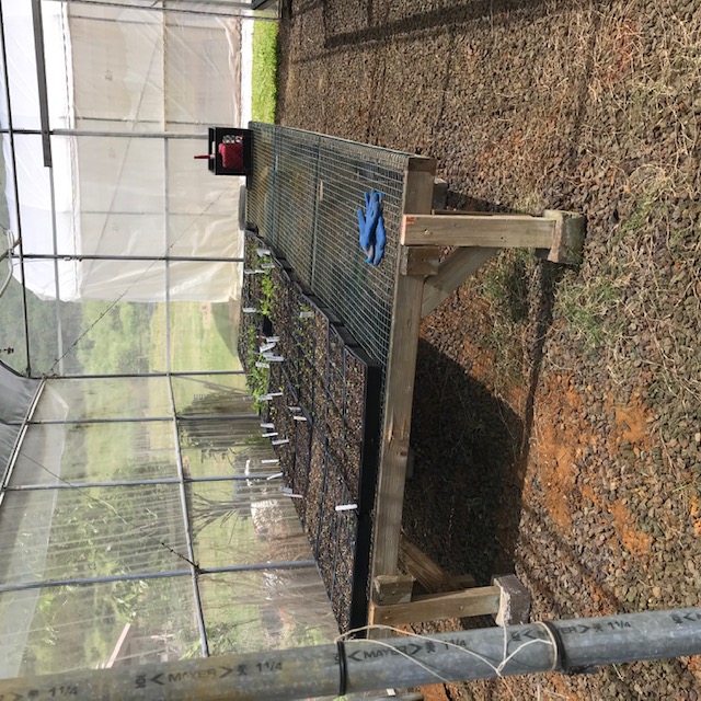 The first bench in place. I already moved some seedlings onto it. 