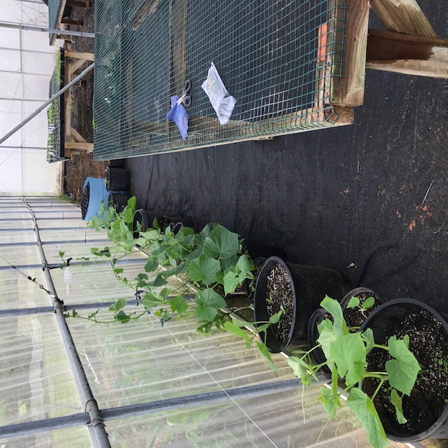 Potted cucumbers along the wall. 