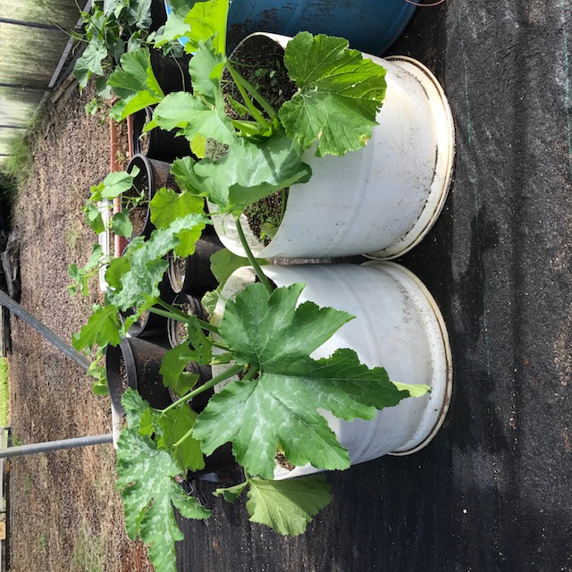 Two zucchini plants growing in half barrels. 