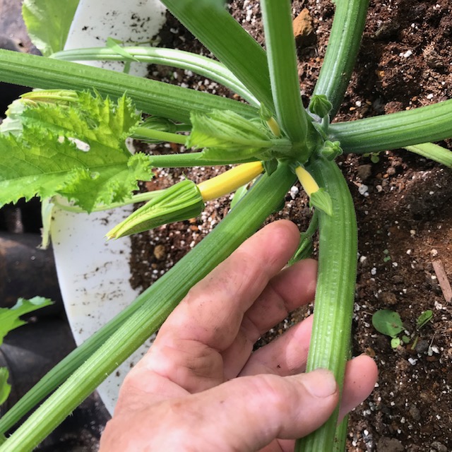 First flowers forming, one week ago. 