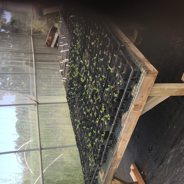 First planting of dwarf bok choys in 3 inch pots. 