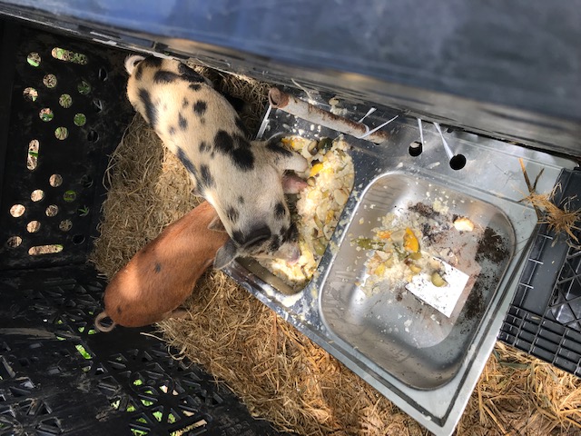 Piggies eating from their sink trough