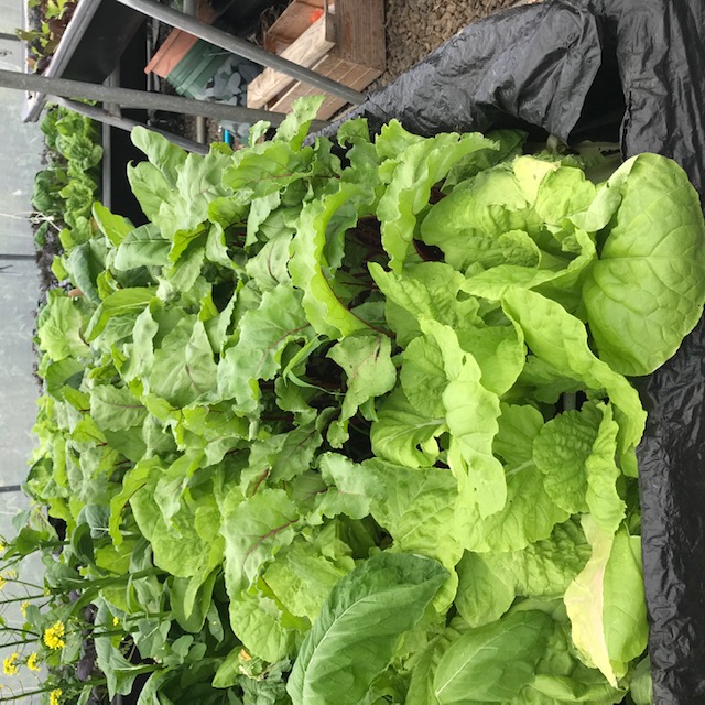 A bed of greens in its prime. 