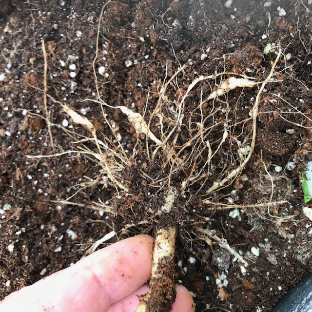 Rootknot nematode damage noted on this Asian green. 