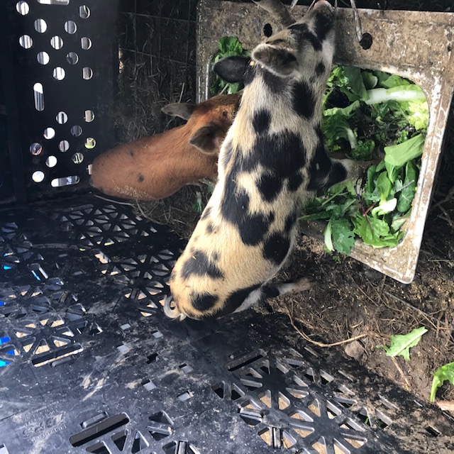 Piglets today eating fresh greens