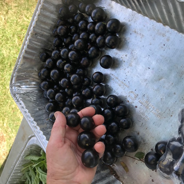 Jaboticoba, an interesting tropical fruit that is quite popular here.