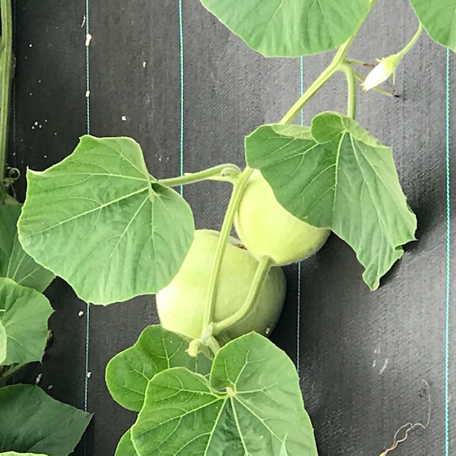 Two baby gourds. They will grow to be the size a jumbo basketball. 