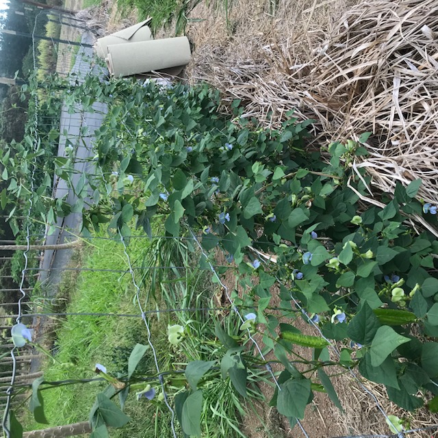 Our first few plants of winged beans trained to the perimeter fence. 