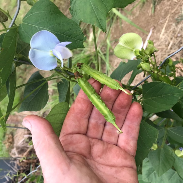 Pretty blue flowers result in baby winged beans. 