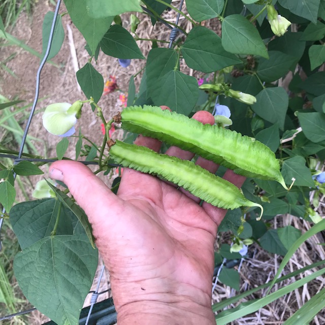 Winged beans harvestable size. 