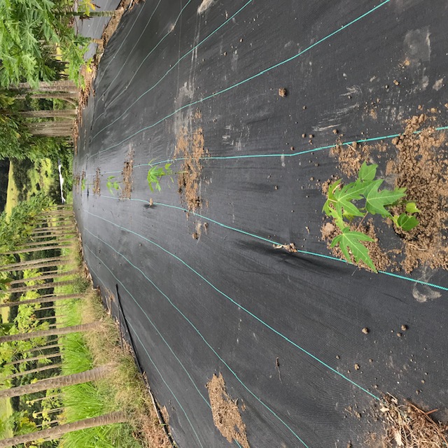 Planting seedlings between the rows.