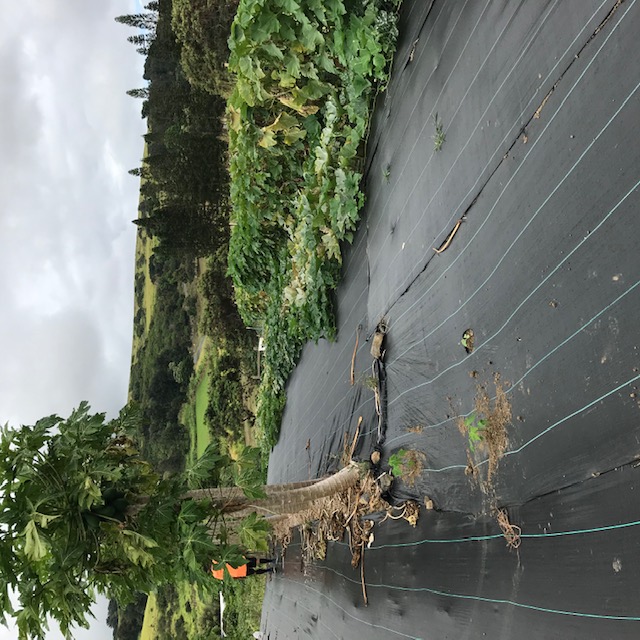 We will plant a row near to the pumpkin vines. 