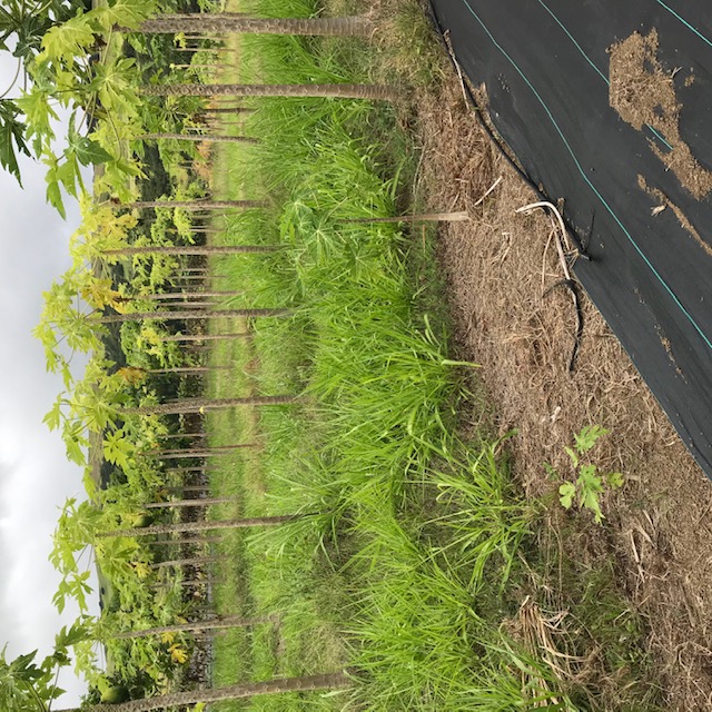 Grass with no weedblock. The trees are doing poorly compared to those with weedblock. 