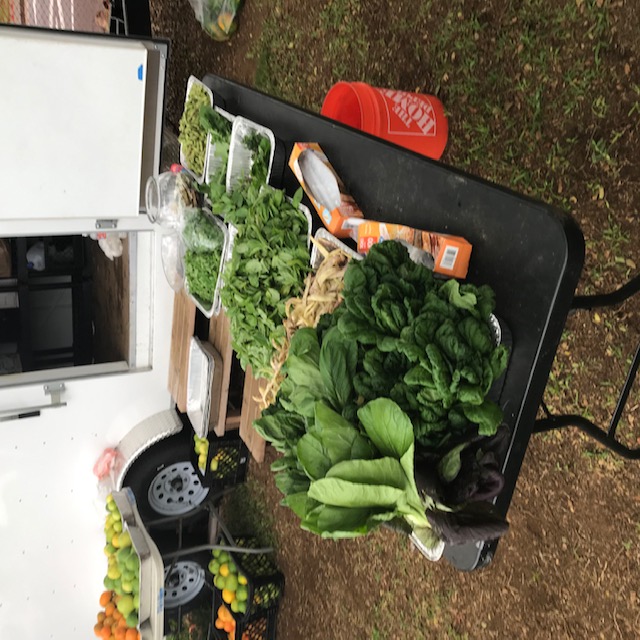 Avocados, moringa pods, eggplant, a pumpkin, sweet corn, bananas in abundance. 