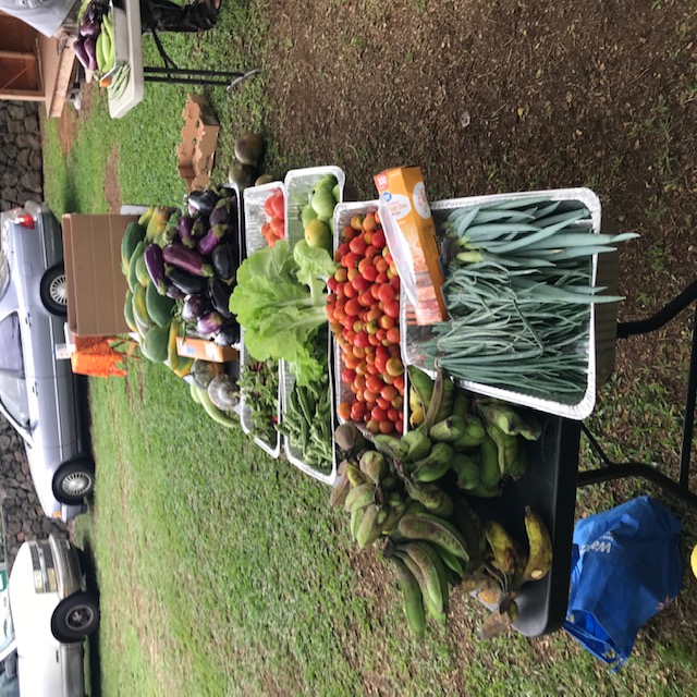 Onion greens, more bananas, tomatoes, okra, Chinese cabbage, winged beans, herbs, pumpkin, edible gourds, eggplants, papayas.