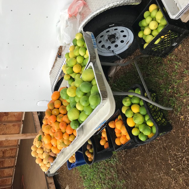 Lemons, limes, tangerines, tangelos, oranges, grapefruits.