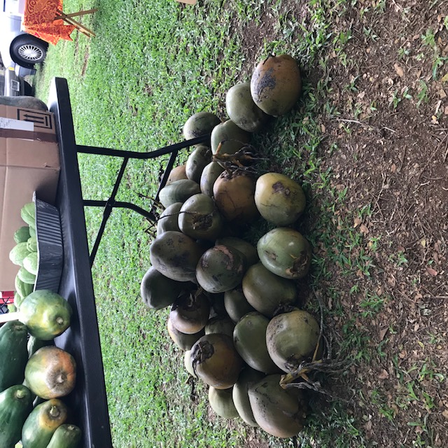 Fresh coconuts. 