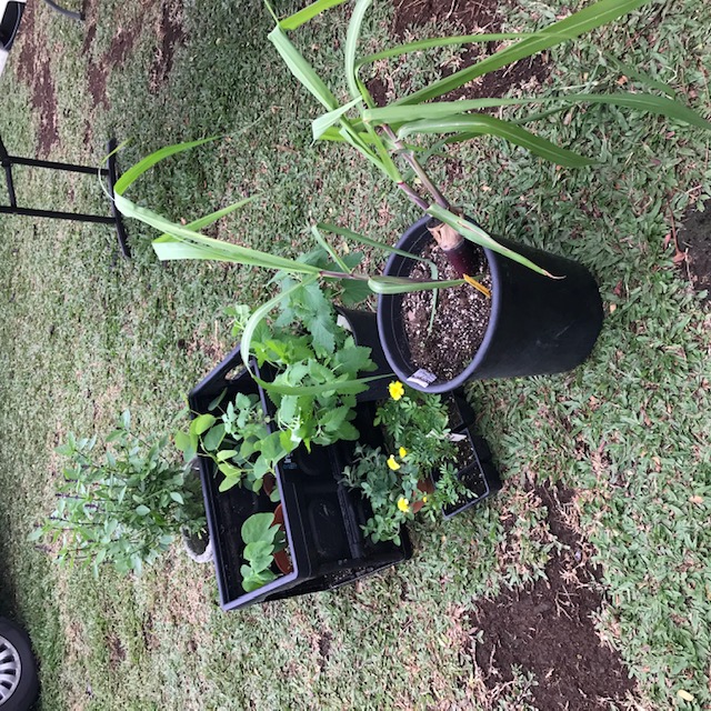 No room on the tables for plants, so they sit on the ground. Eventually we will try to do another table for them. 