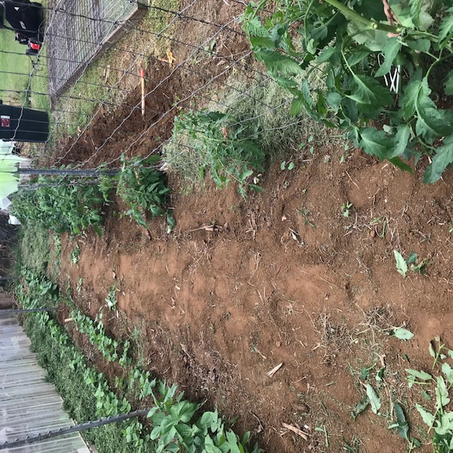 Two rows of beans to the left, tomatoes along the trellis fence, and a trench to the right for more beans. 