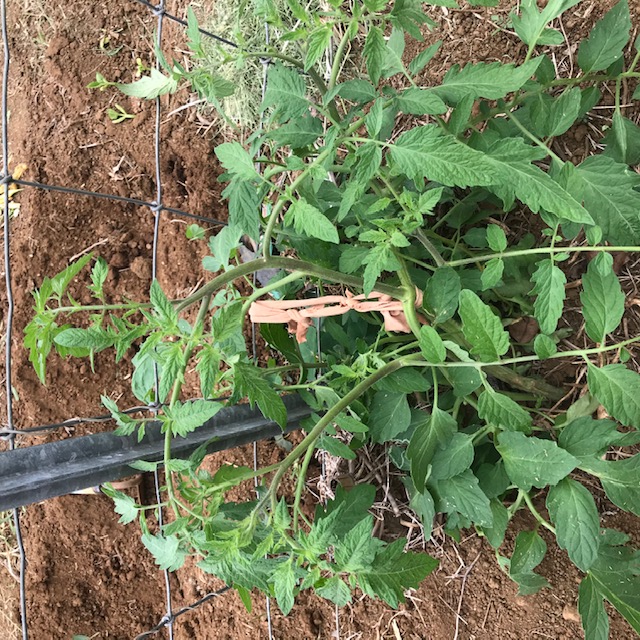 Tying the tomato branch to the trellis fence. 