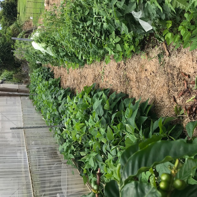 Beans on the left, tomatoes on the right. This area is ready for another application of mulch. 