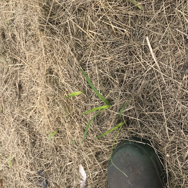 Small weeds, mostly grasses, are popping up through the mulch here and there. 