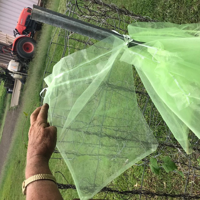 These are the fine mesh bags I am using to bag the tomatoes. 