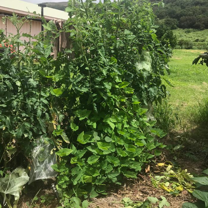 Doubke cropping. Wing beans climbing a tomato plant. 