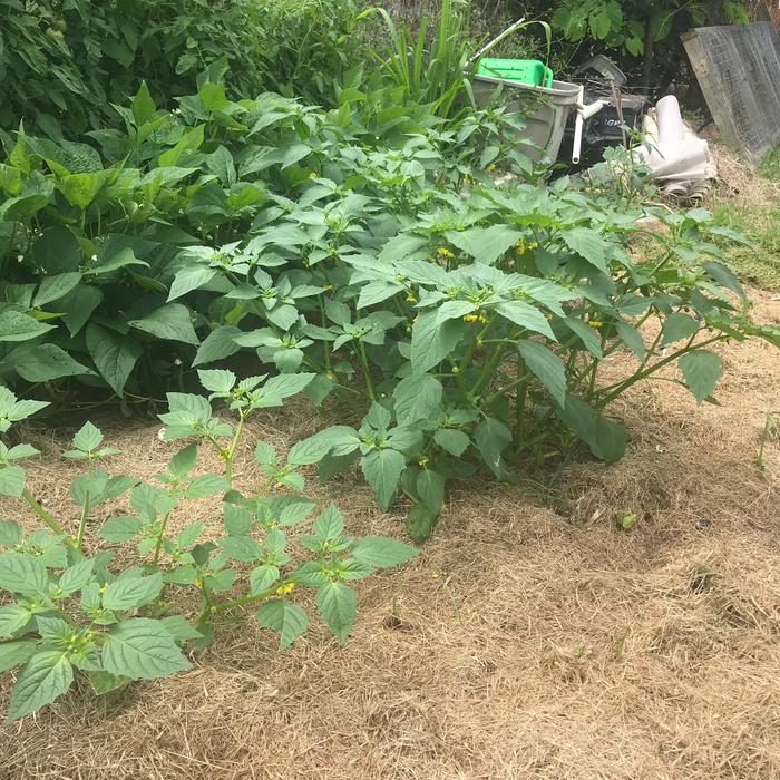 Young tomatillo plants. The older is full of blooms. 