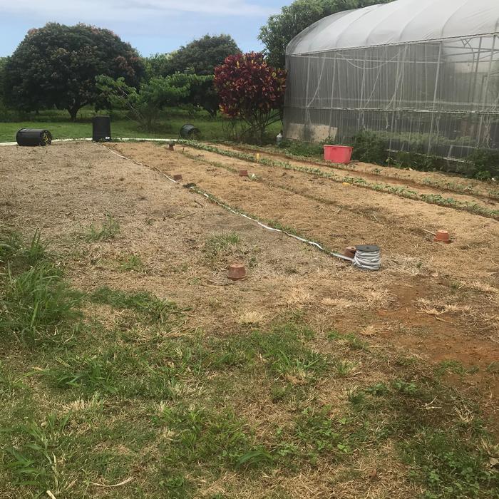 A second néw area beside the greenhouses