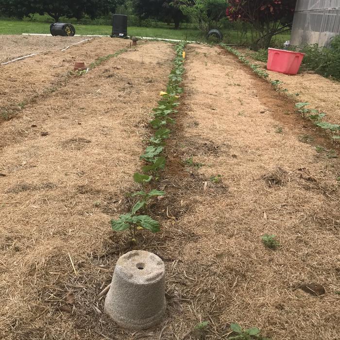 Right, two rows of beans. Left- peas and cowpeas. 