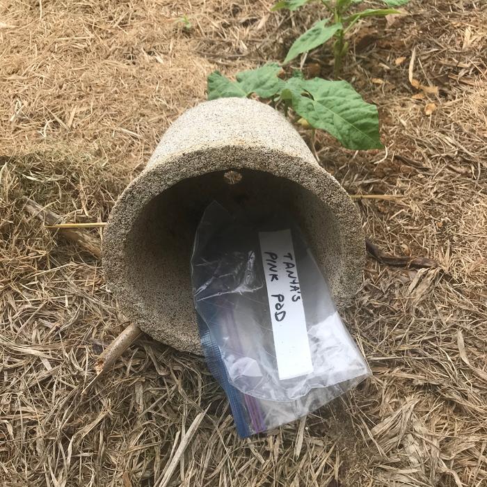 What’s under to pot? The label for the row. If just stuck into the dirt, the farms puppies would steal it. So I hide it under a heavy pot. 