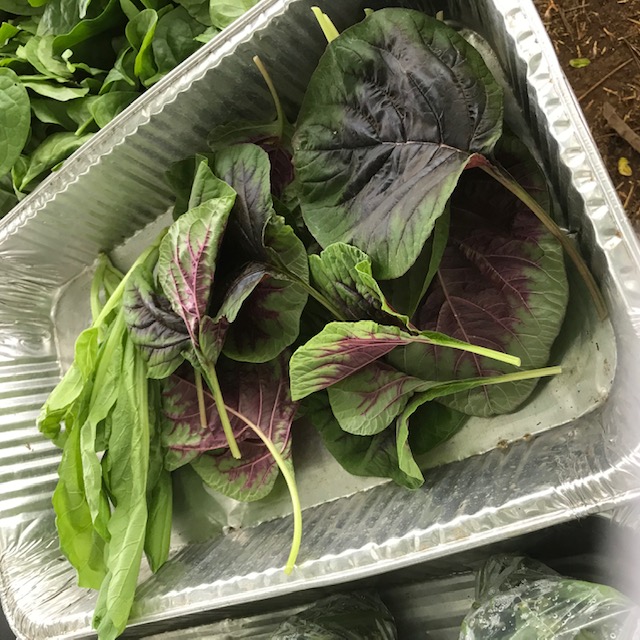 Tricolored amaranth